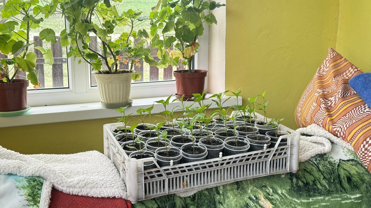 Ложка «муки» — и рассада крепчает на глазах: раскрываем секрет, который знают единицы