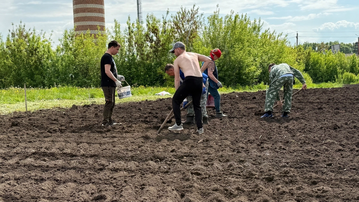Вы годами боролись с колорадским жуком зря: новый способ защиты клубней, который работает на 100%
