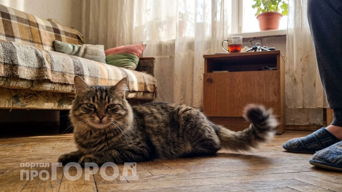 Язык хвоста: что на самом деле говорит кошка, когда бьет хвостом лежа