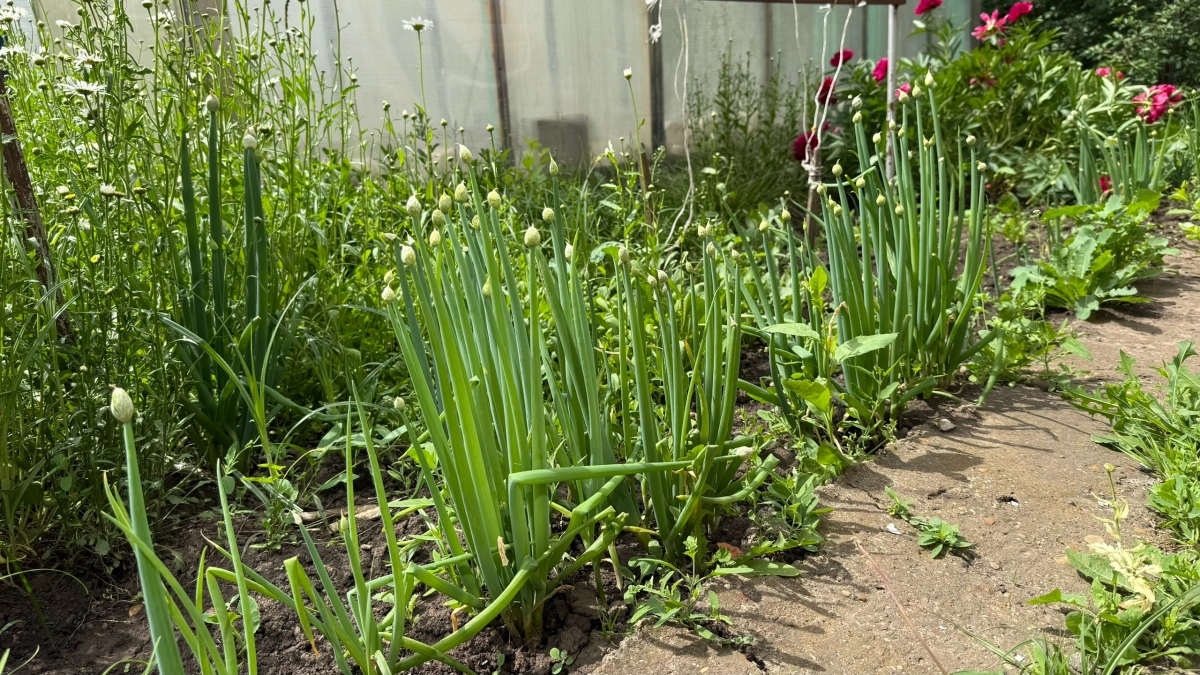 Забудьте про грязь на подоконнике: как вырастить лук без земли за считанные дни