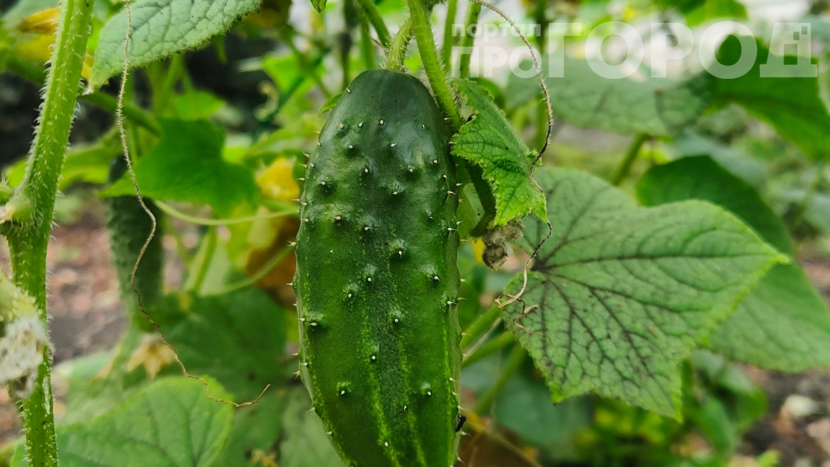 Огурцы на столе через месяц: раскрываем 5 лучших ранних сортов и секреты их выращивания