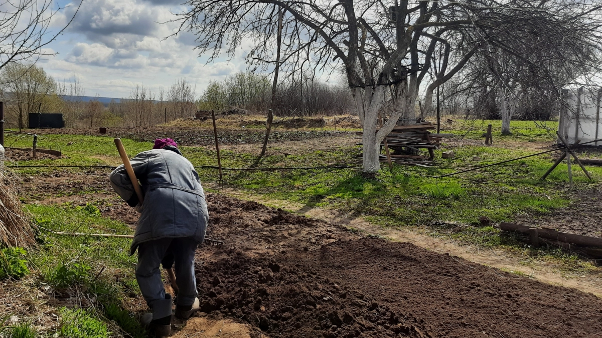Забудьте про лопату навсегда: революционный метод выращивания овощей — земля сама станет рыхлой