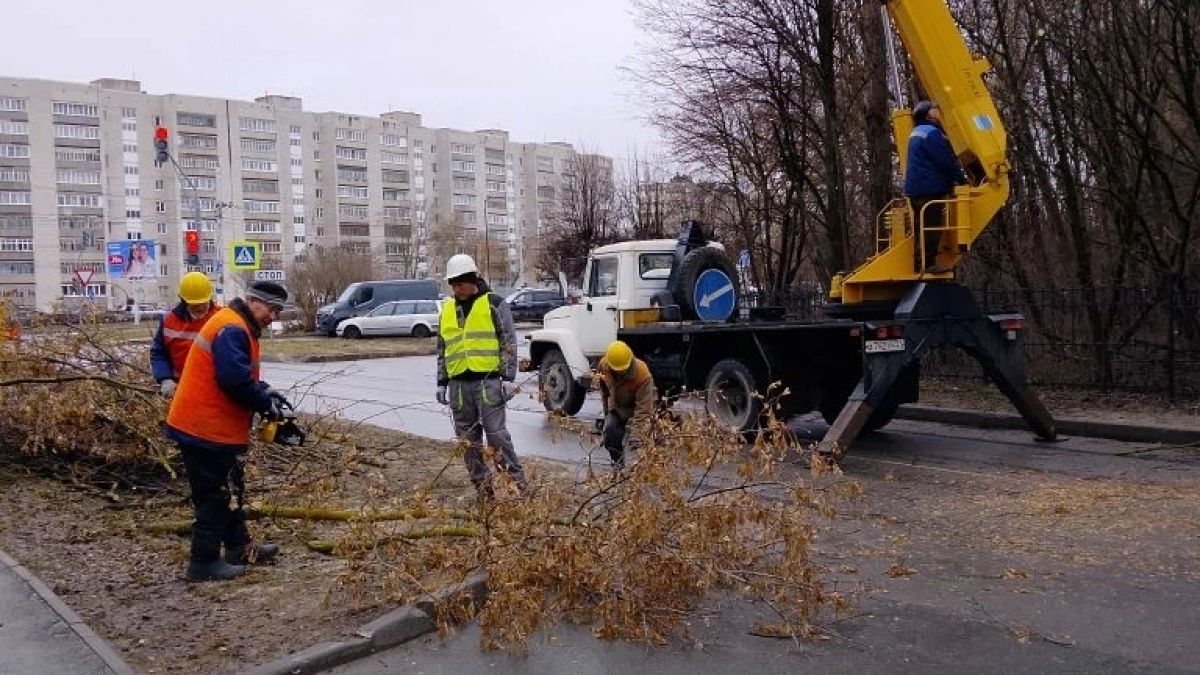 В Ельниковской роще приступили к обрезке деревьев