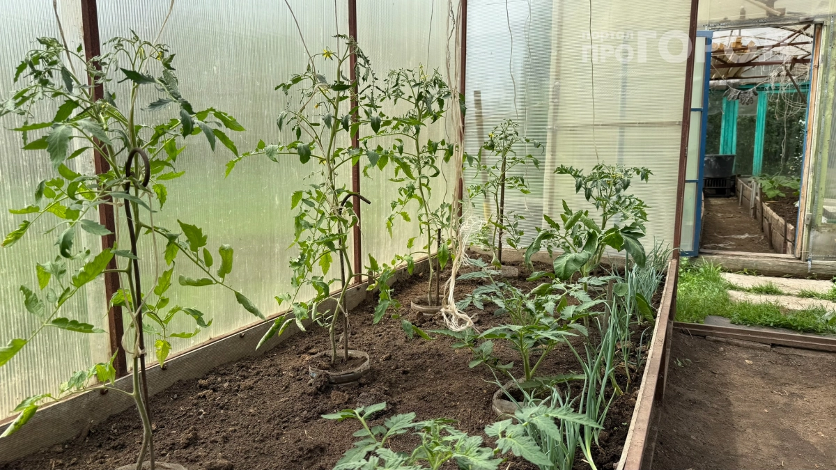 Вредители сбегут с огорода за час: всего один трюк с пакетом воды — и насекомые больше не вернутся