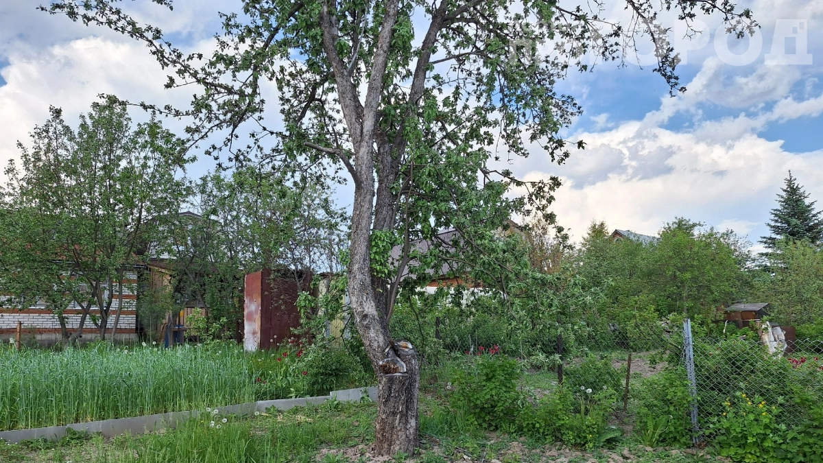 Сосед вырубил дерево и попал на деньги: что нельзя трогать на своём участке