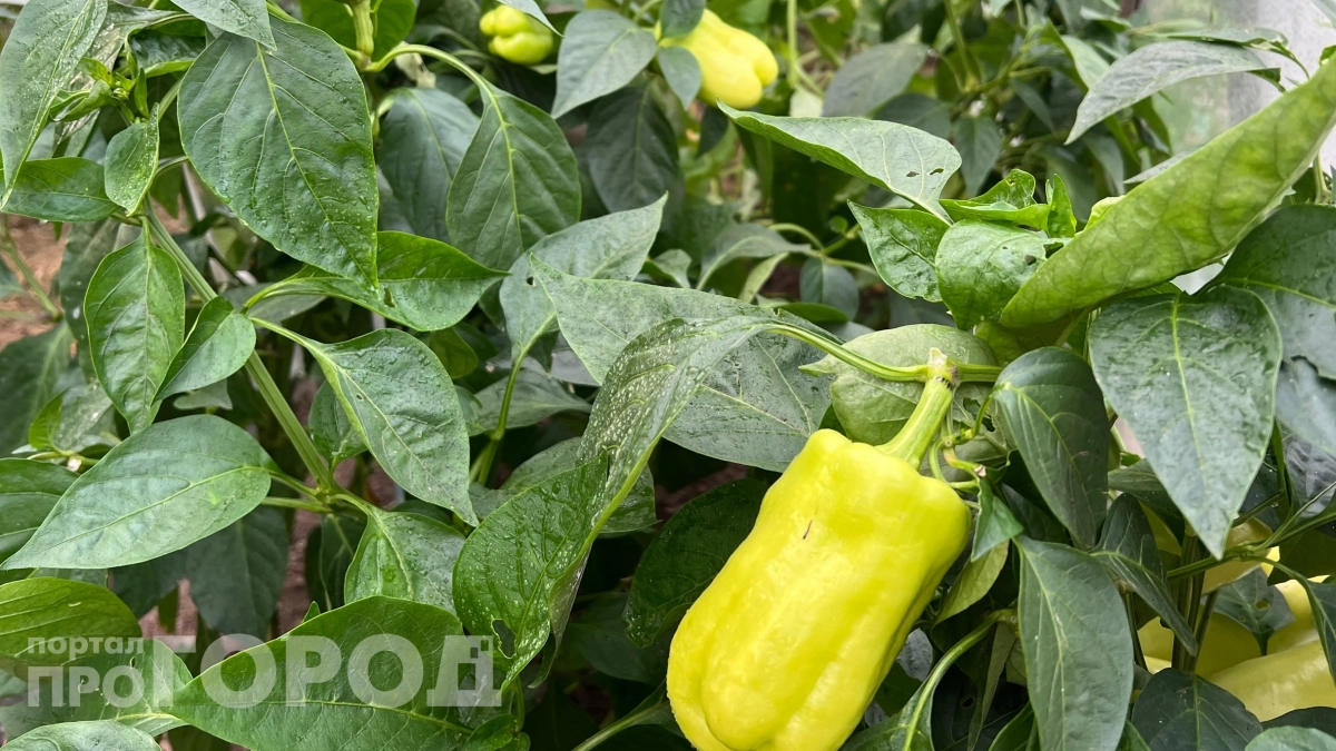 Собираю 35 перцев с куста уже не первый год и вот почему: топ-5 урожайных сортов и правила ухода — что нужно знать