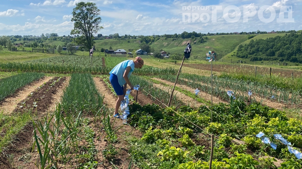 Силы уже не те, но на даче опрыскиваю все сама: в «Чижике» купила опрыскиватель, который не надо качать