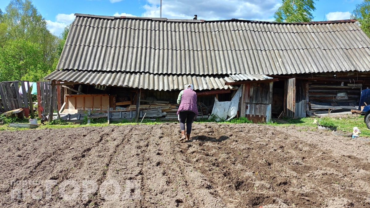 Сажаю картошку вместе с рыбой: пока все смеются, собираю 700 кг с сотки — невероятный урожай без химии
