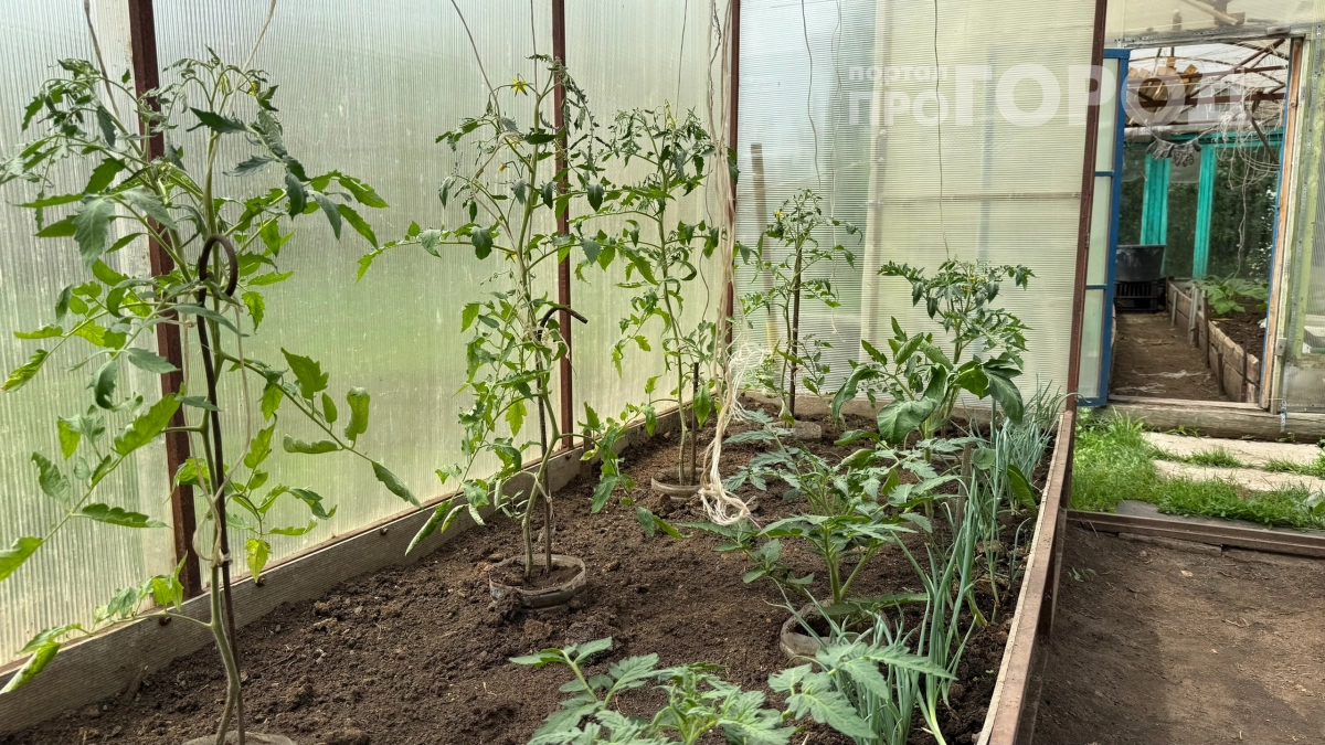 Теплица за 50 тысяч, а урожая ноль: почему так бывает и как это исправить — знают только опытные дачники