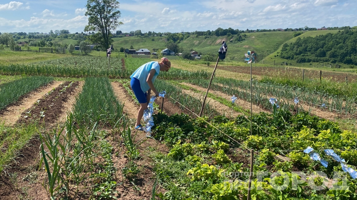 Мини-парник за копейки, а урожая на тысячи: купила готовый парник в Чижике и установила за секунду