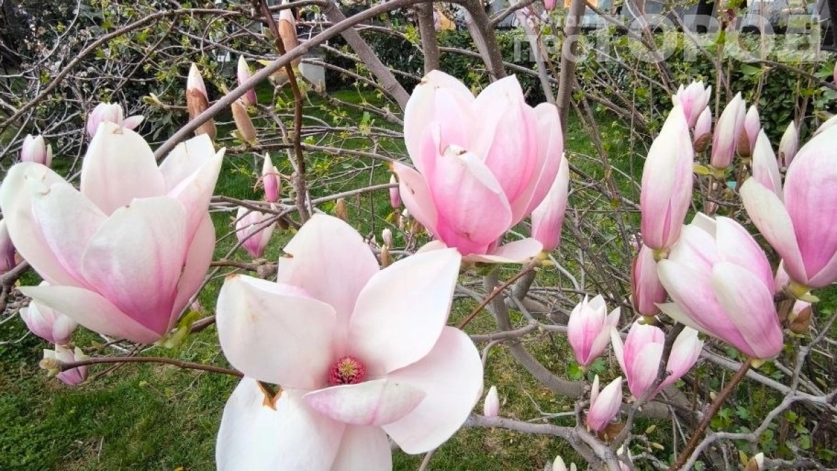 Цветут магнолии — а снег идет: как юг России попал в погодный хаос — подробности