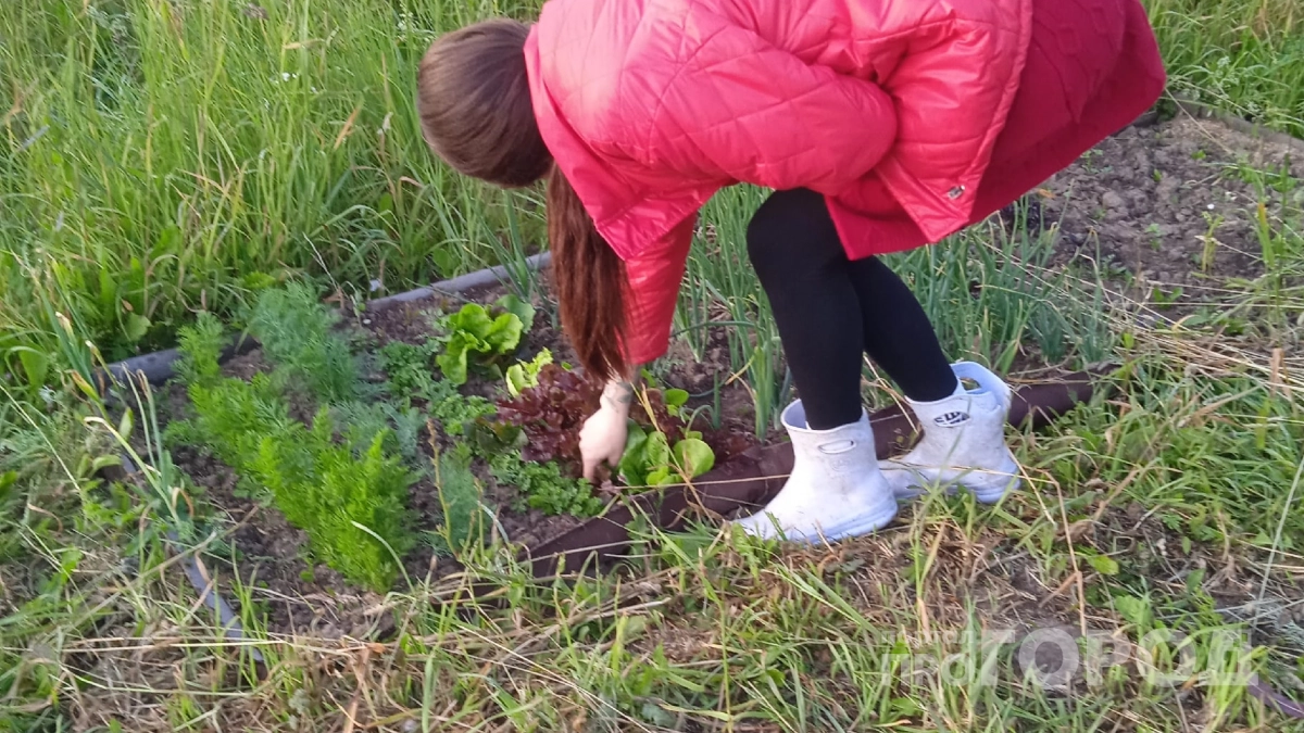 Нашла ахиллесову пяту злостного сорняка: пырей боится только одного — больше не растёт после этого приёма