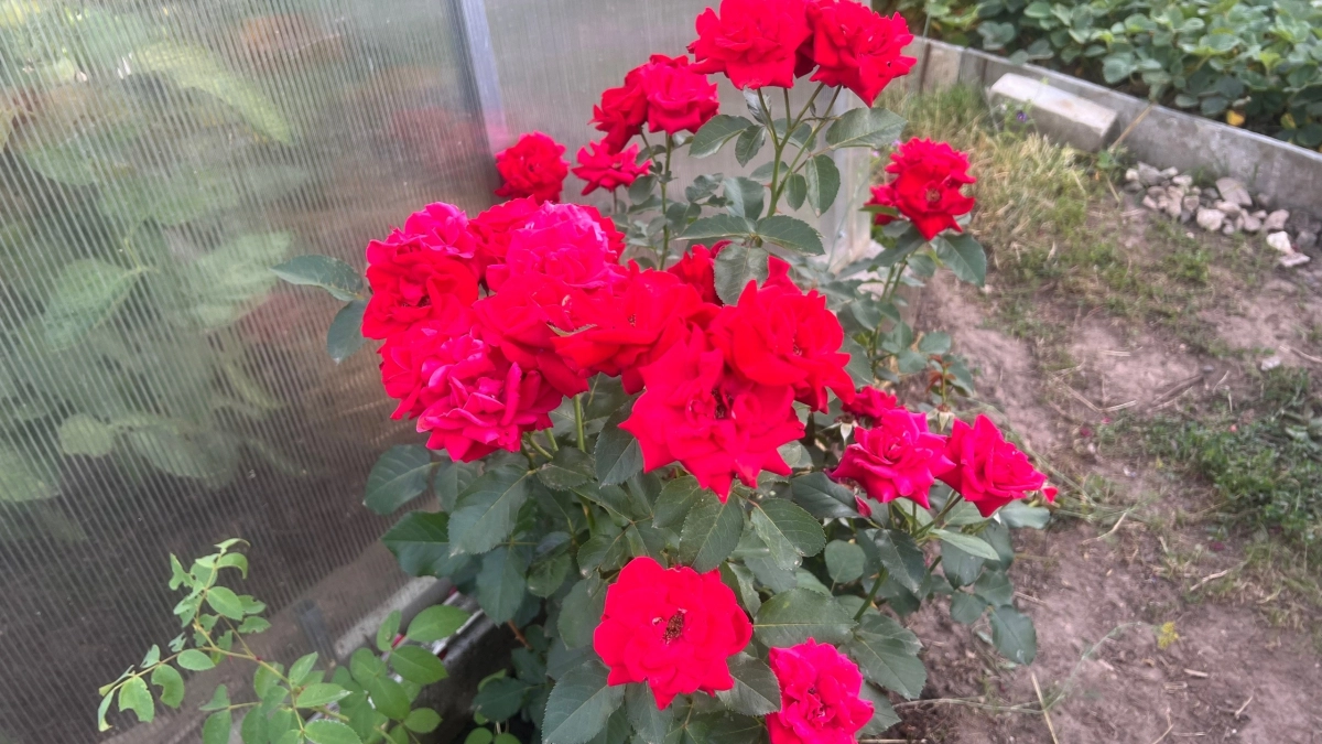 Подвязываю розы методом Сиссингхёрст: все лето пуляют бутонами по всем веткам, а не только по верхам - делюсь секретом