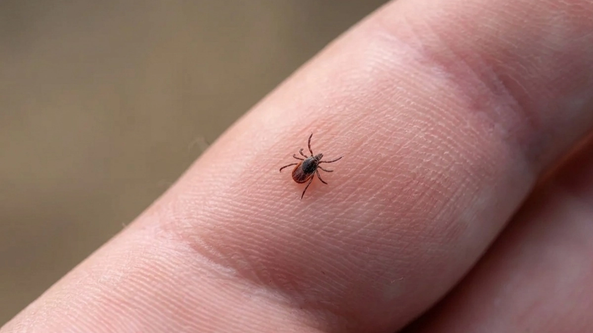 Натер лист цветка — и клещи на метр не подойдут: старый бабушкин способ прогнать вредителей, безопасен для детей