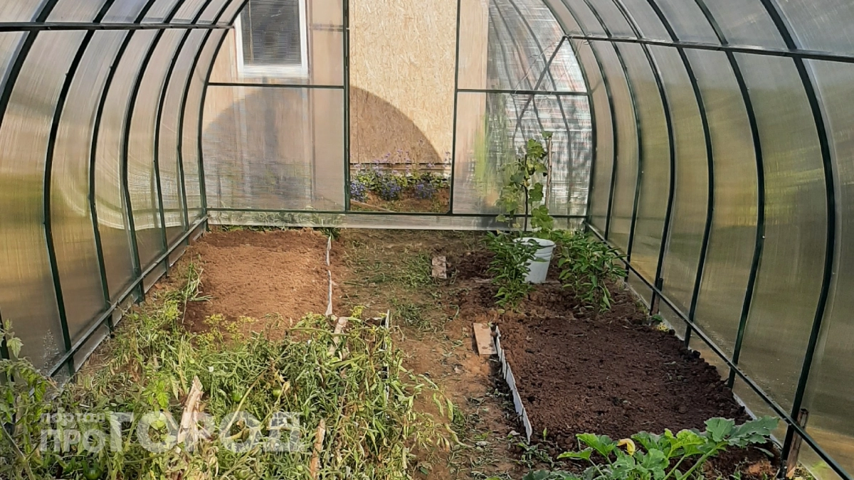 Что делать, если теплицу затопило паводком: 5 шагов, которые спасут урожай и почву от гибели — опытные дачники знают