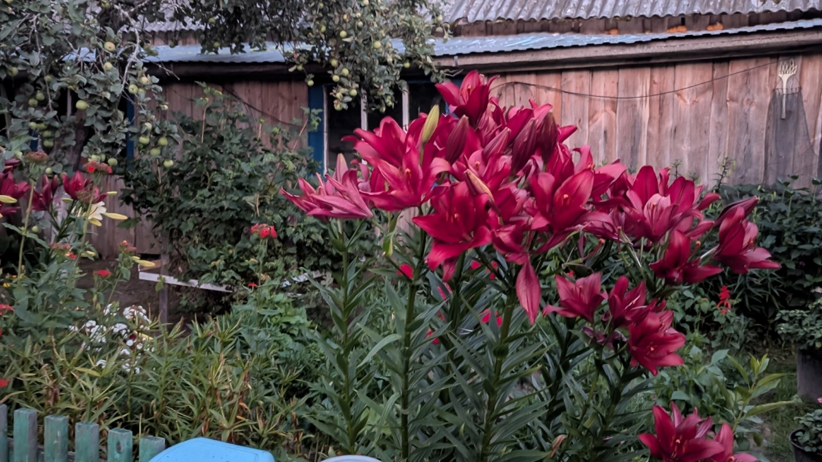 Зеленые "киллеры" вашей дачи: 7 растений, которые живут за счет вашего урожая - агроном раскрыл секрет