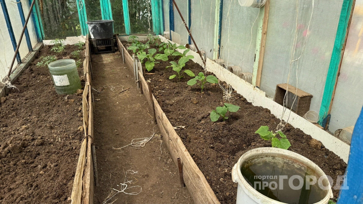 Бросаю пригоршню в лунку - и на полив: простое средство заставляет огурцы цвести безостановочно - урожаем делюсь с сосед