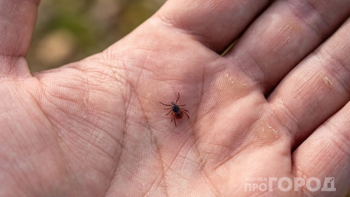 В апреле от клещей - первым делом: 5 простых шагов избавиться от вредителей, которые работают весь сезон