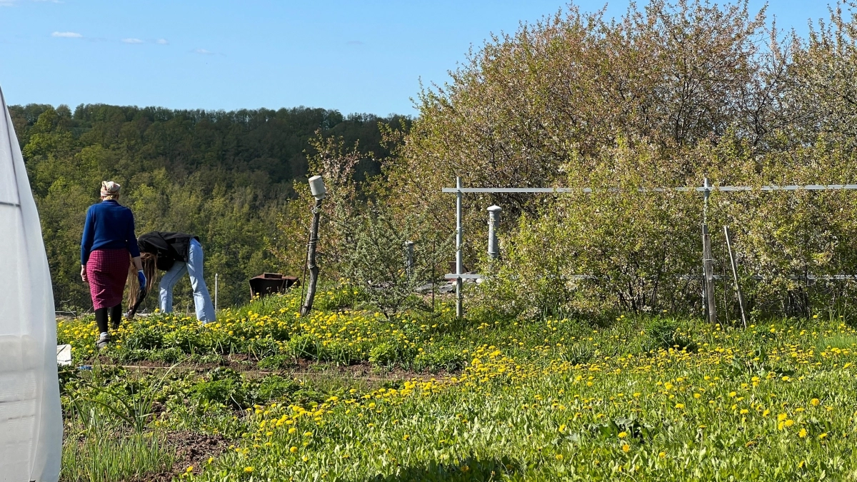 Не использую ловчий пояс на деревьях против муравьев: нашла другой способ защиты - хитрая приманка выводит полчища
