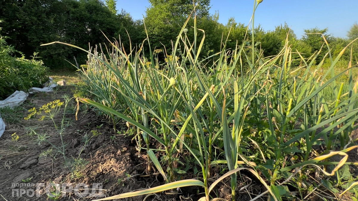 300 зубков за 35 минут: как я сажаю чеснок в 5 раз быстрее соседей с помощью обычной бутылки