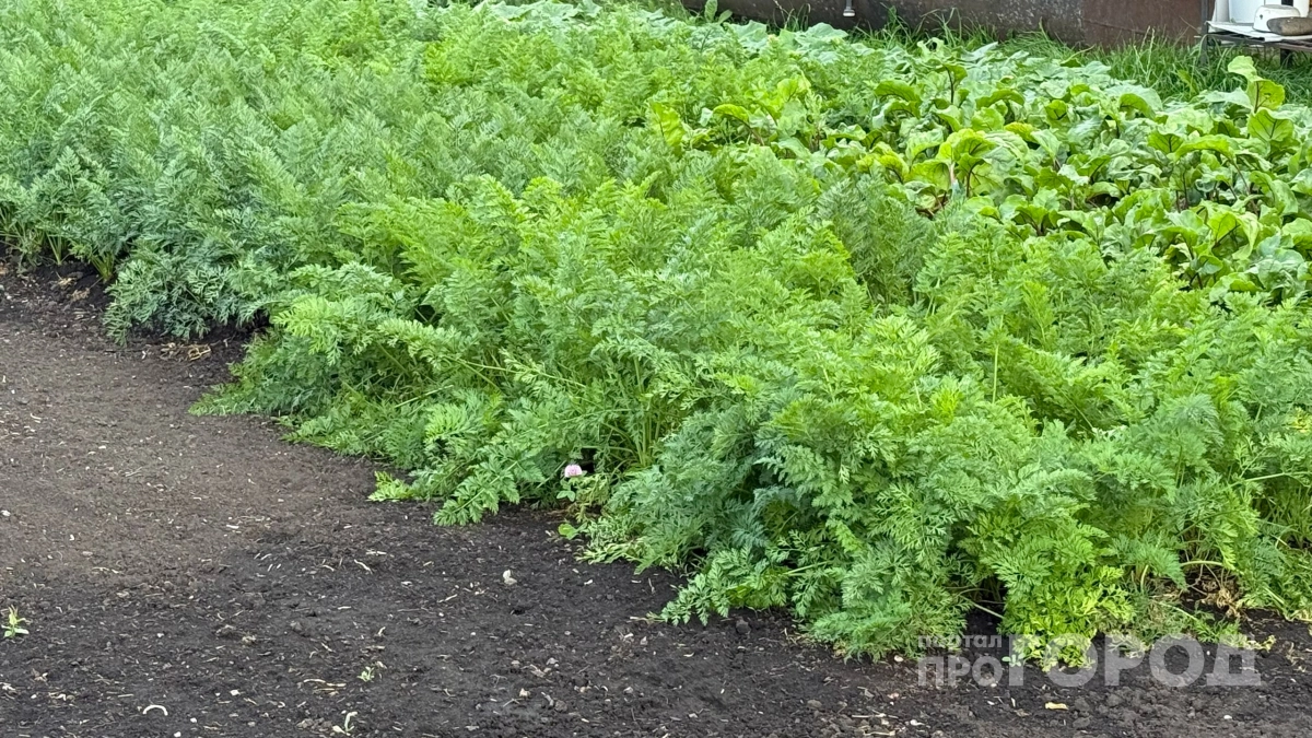 Перестал возиться с обычными грядками: 4 способа сделать идеально ровные поперечные грядки без специнструментов