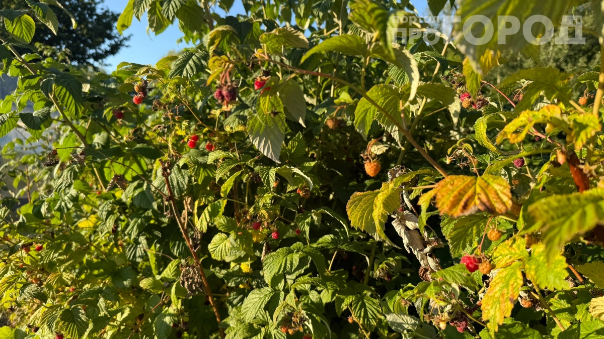 Бабушка-малиновод раскрыла 6 секретов суперурожая: попробовал, получил ягоды в 3 раза больше соседей