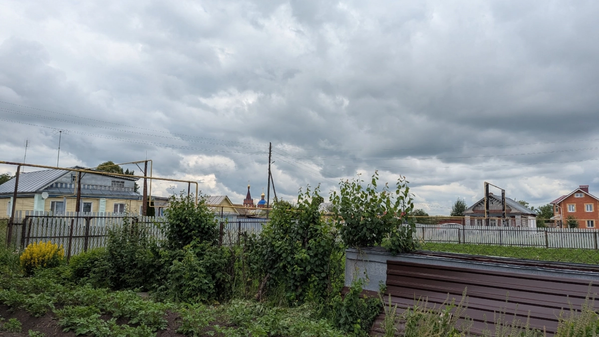 Каждый год делаю на даче зеленый "щит": топ растений, которые надежно защищают от клещей - без трат на репелленты 