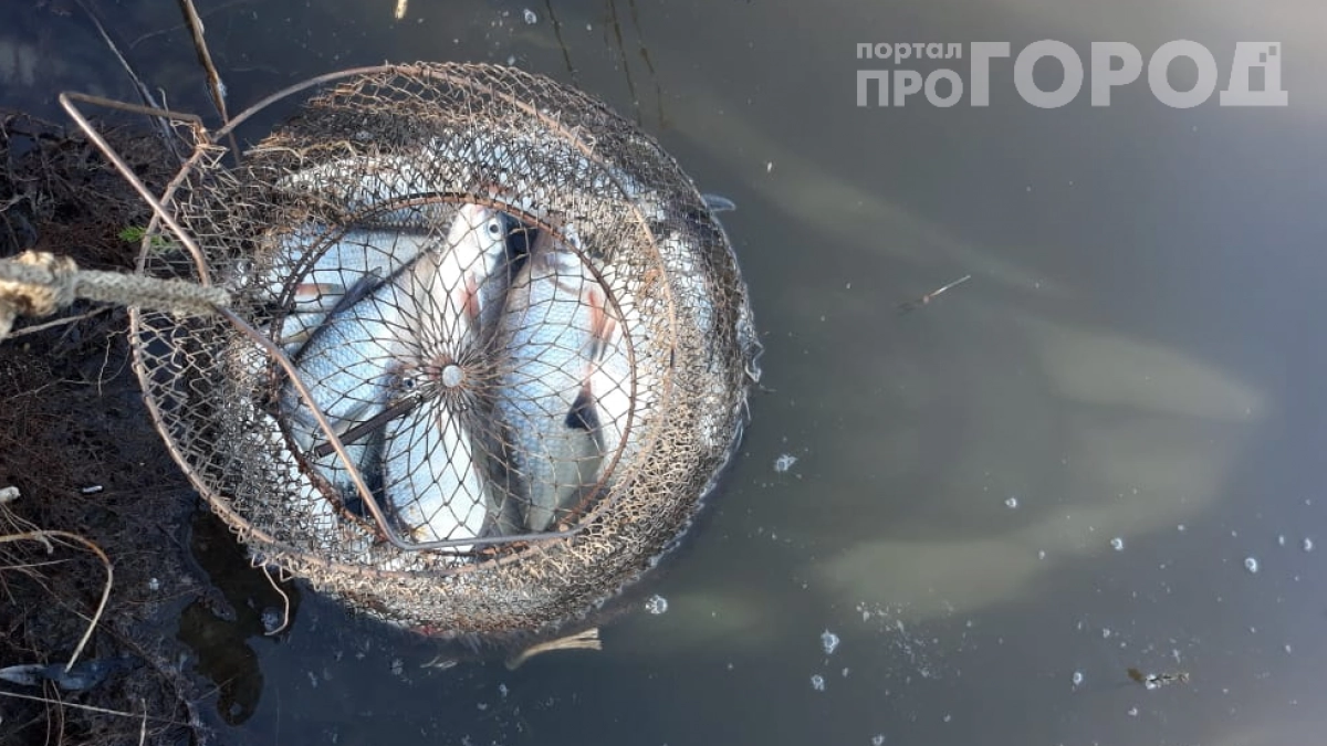 Рыба клюёт «как из пулемёта»: одна капля аптечного средства — и улов гарантирован