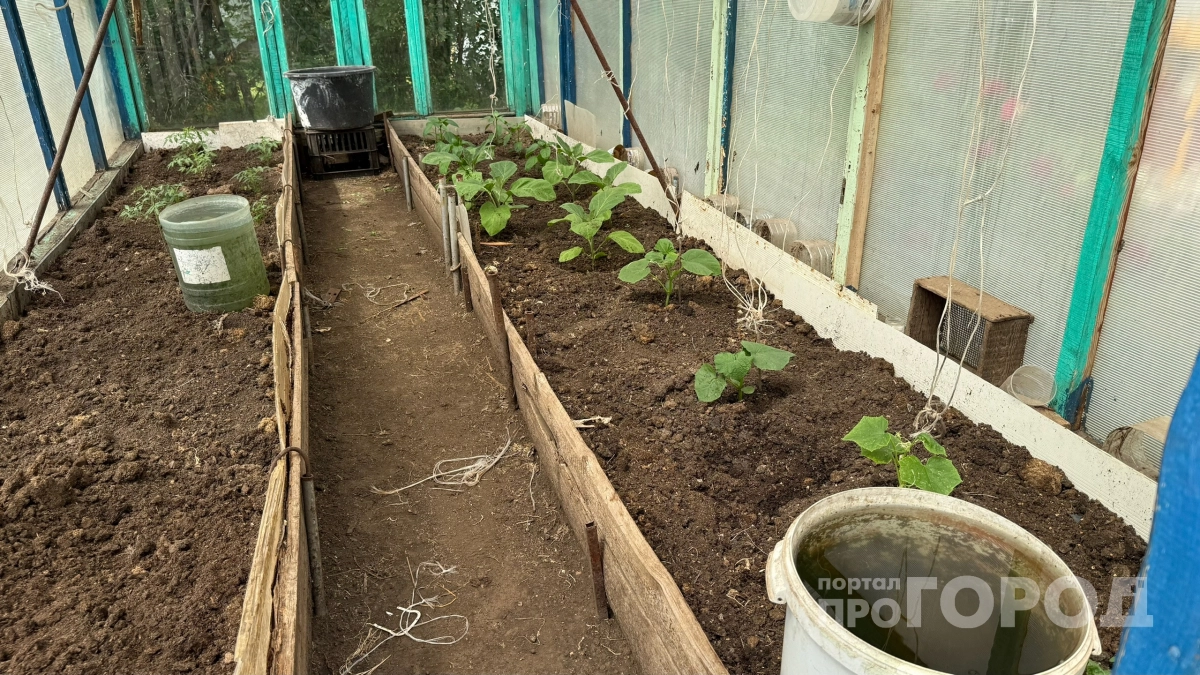 Зачем опытные дачники льют йод с молоком под огурцы: заряженные завязи прут безостановочно — 10 кг "зелёненьких" с куста