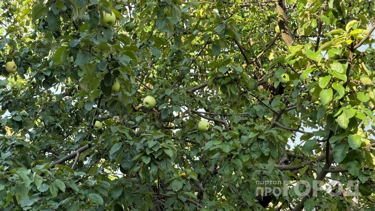 Даже гниль - чистый клад: что делают финны и шведы с излишками яблок и груш - как на этом можно заработать