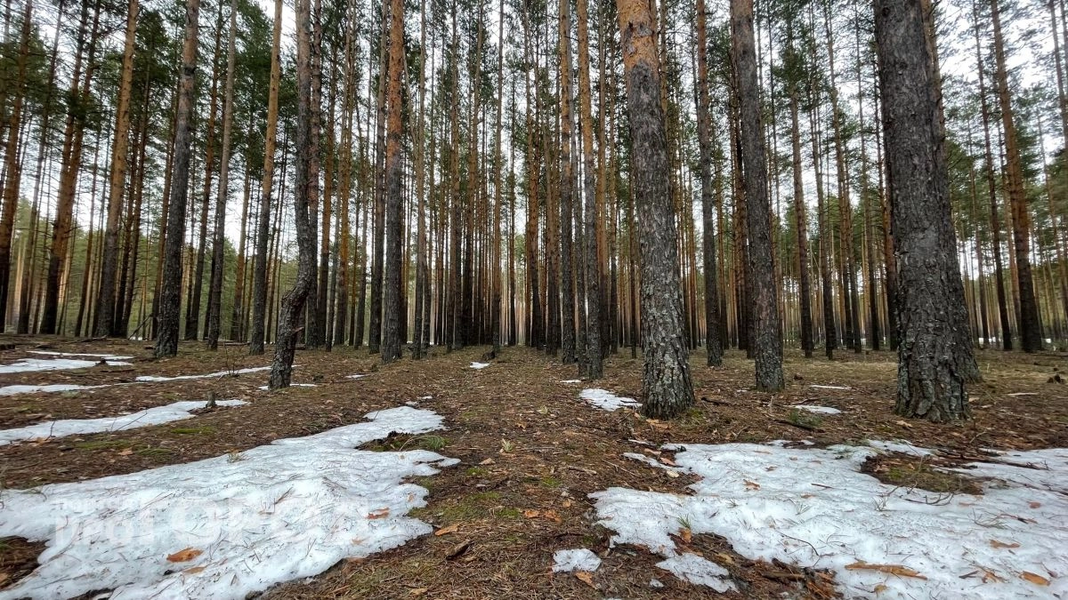Власти Новочебоксарска зовут горожан пройтись тропами мамонтов
