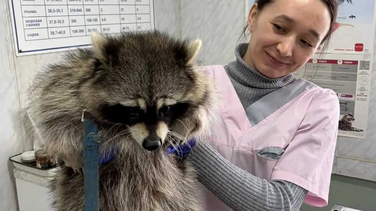 Енот-путешественник из Новочебоксарска посетил врача перед дальней дорогой 