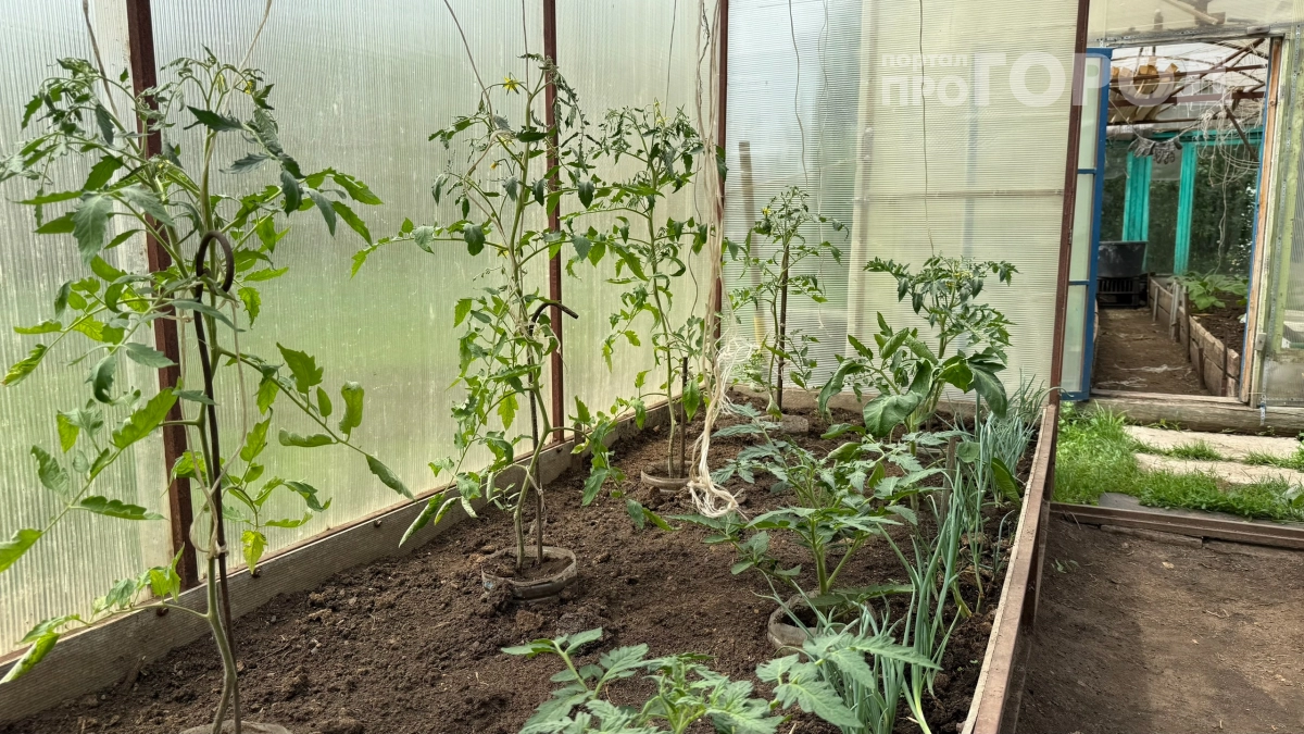 Соседка научила поливать помидоры йодом — теперь завязи появляются даже в пекло: самое то для аномального лета 2026