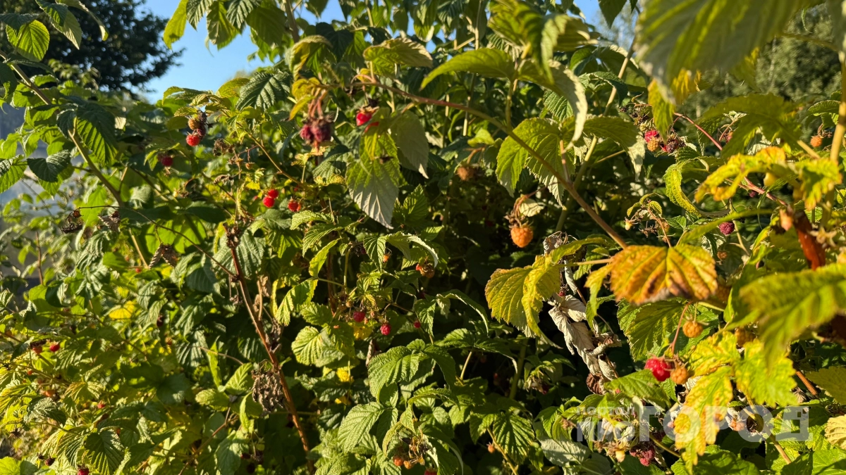 Отказался от посадки малины вертикальным способом: новая техника дает 8 побегов вместо 2 - ягода сахарная и крупная