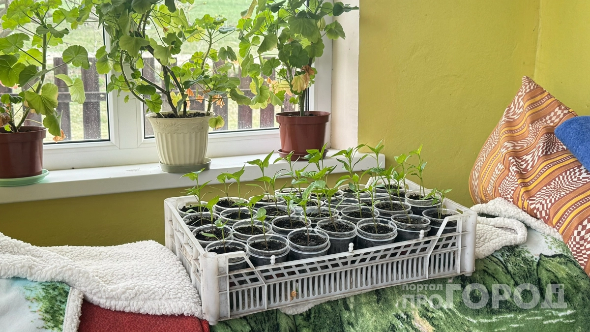 Кормлю рассаду тонких-звонких томатов по технике 18:18:18: стебли крепкие с мизинец и листья сочные - делюсь секретом 