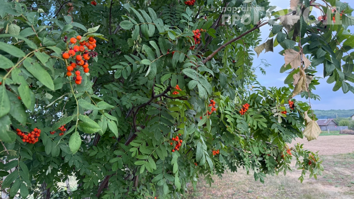 В Париже в восторге от этой ягоды, а у нас она на каждом шагу: история превращения горькой ягоды в символ России