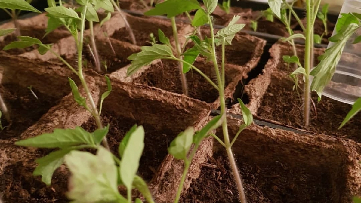 23 рубля — и рассада крепчает на глазах: секрет агрономов, который не хотят раскрывать продавцы удобрений