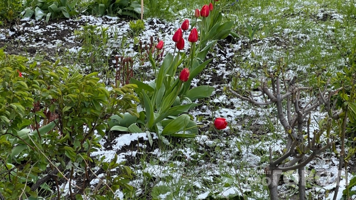 Майских заморозков не боюсь: за 15 минут делаю мини-печь из банки с ведром в теплице - жара как в Сахаре и рассада прет