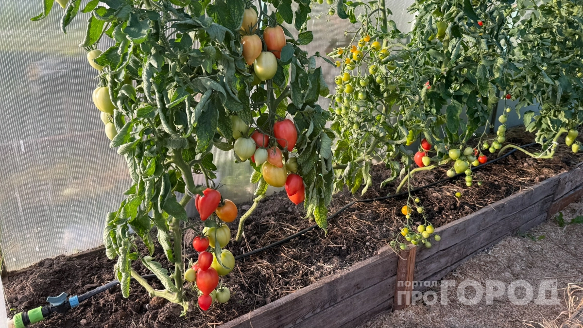 Рискнул и высадил томаты в холодную землю: 4 честных вывода ранней посадки - повторю ли снова