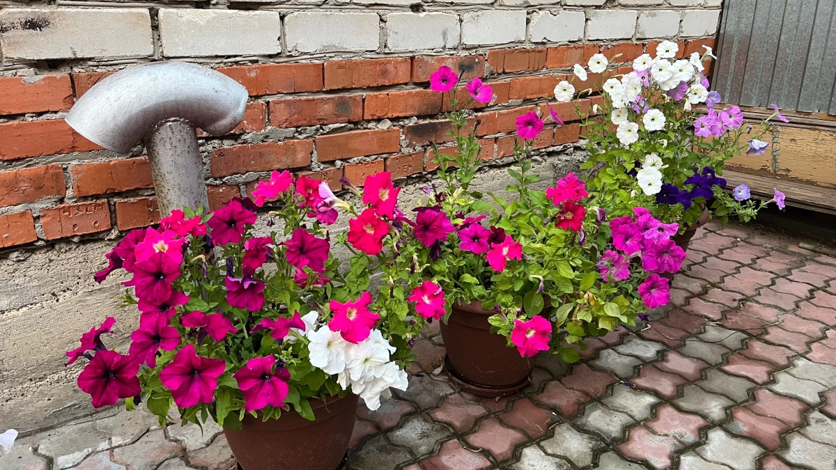 Камушки и щебень собираю по всей даче: мастерю дизайнерские горшки для цветов - так красиво, что взгляд не оторвать