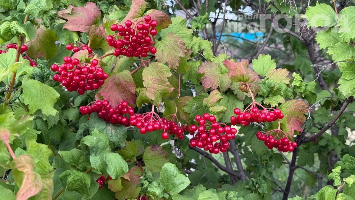 Посадил на своей даче калину — и не пожалел: делюсь секретами выращивания и использования ягод