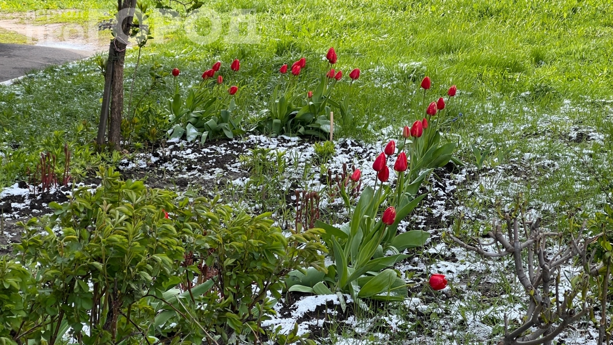 В мае тепла не ждите: снег и ледяные дожди — вот что готовит погода на праздники