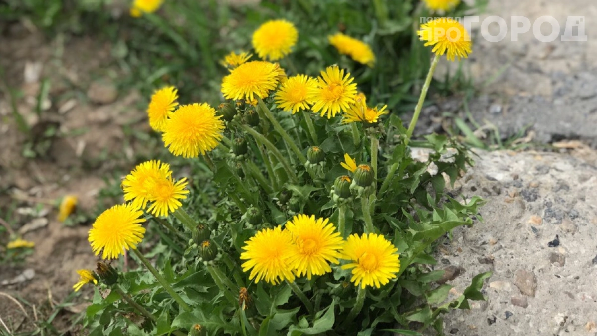 Перестала выпалывать одуванчики — и урожай вырос вдвое: делюсь секретом натурального удобрения