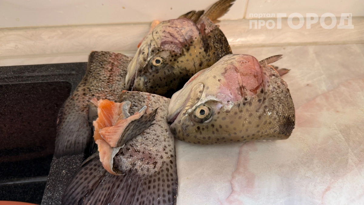 Рыбьи головы кладу прямо в лунку — помидоры растут размером с  дыню: странный, но рабочий способ для гигантского урожая