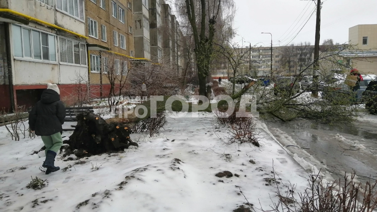 В Новочебоксарске во дворе многоквартирного дома непогодой свалило большое дерево