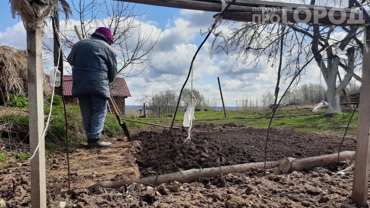 Зачем дачники закапывают трусы в огороде: простой тест на здоровье почвы за 2 месяца