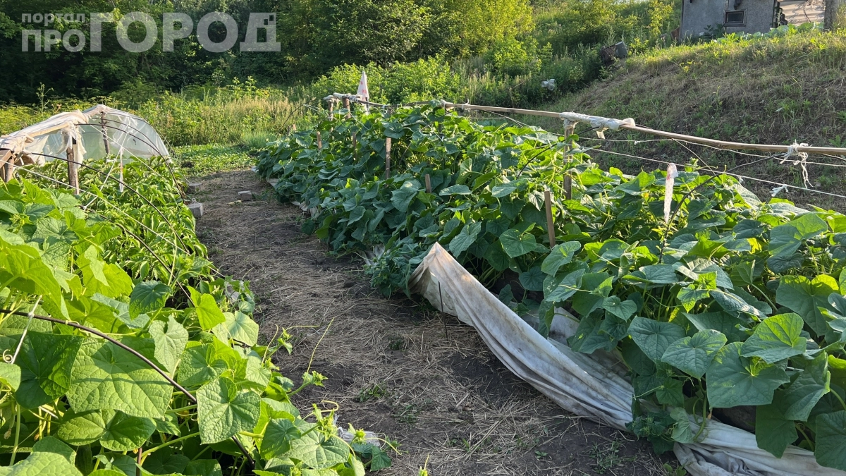 Сделала грядки из пластиковых бутылок — забыла про перекосы и сорняки: три гениальных способа навести порядок на огороде