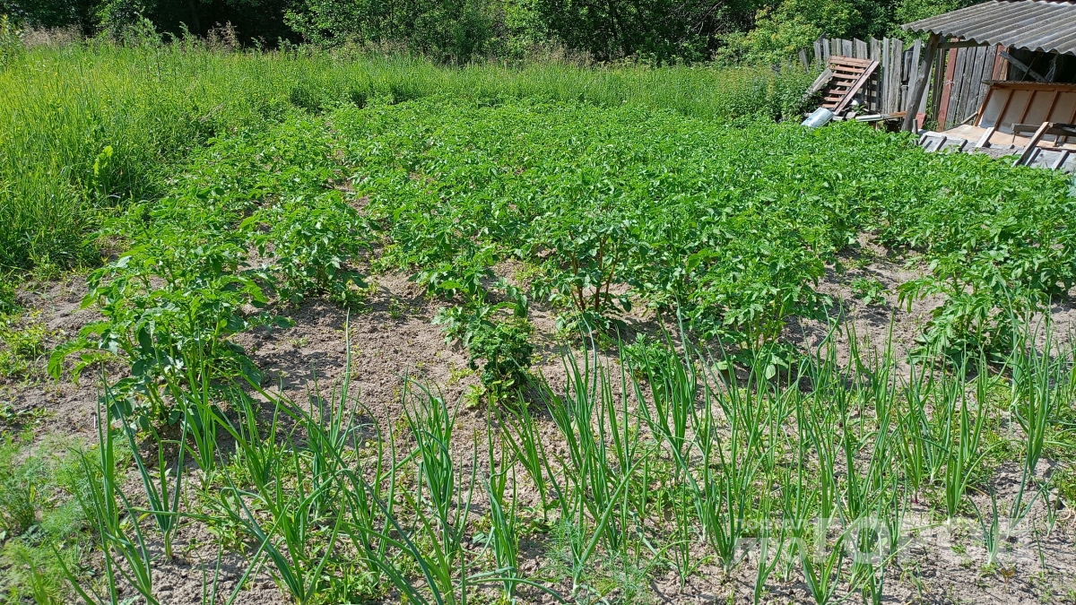 Больше не копаюсь в комьях земли ради мелочи: одна деталь повысила всхожесть картошки на 13%