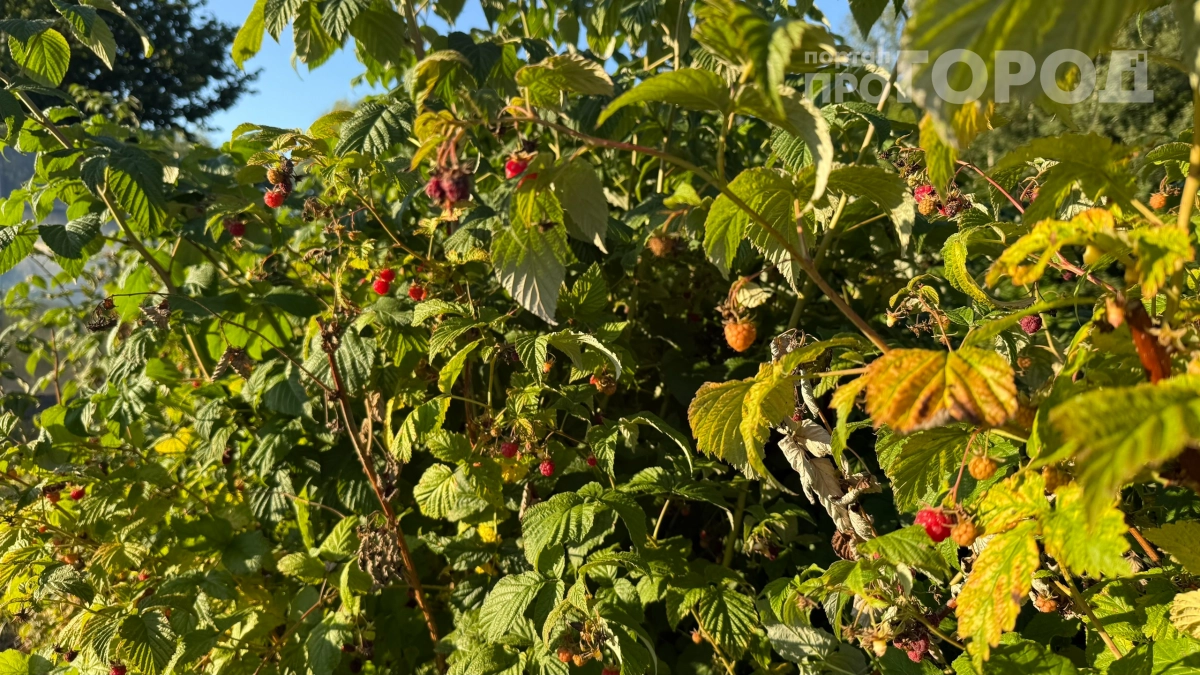 Закопал рыбьи головы под малину и получил ягоды размером с грецкий орех: соседи не поверили