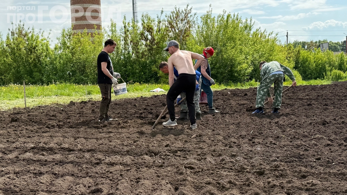 Перестал копать, окучивать и полоть: как я сажаю картошку под солому и собираю урожай без лопаты